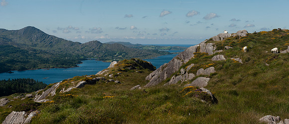BaySheeps-CountyClare