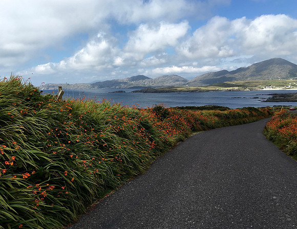 BayFlowers-CountyKerry