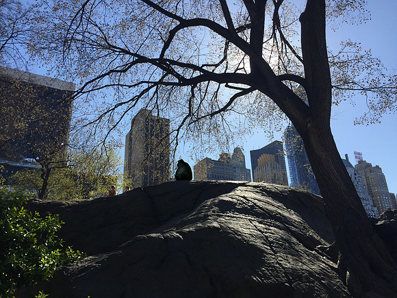 CentralParkNY-Oddity