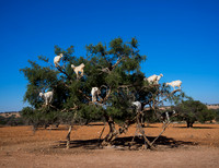 GoatsinTree-6187C