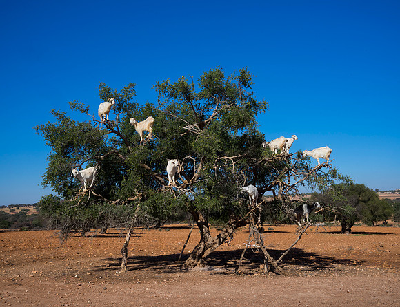 GoatsinTree-6187C