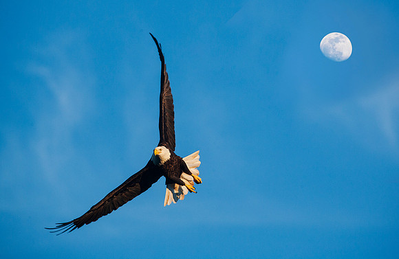 EagleFlight-Moon